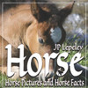 Horse: Horse Pictures And Horse Facts