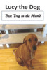 Lucy The Dog