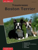 Traumrasse Boston Terrier