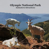 Olympic National Park Animals and Attractions Kids Book : Great Kids Book about the Animals and Attractions in Olympic National Park
