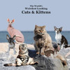 World's Weirdest Looking Cats and Kittens Kids Book : Great Way for Children to Meet the Weirdest Looking Cats and Kittens