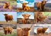 Highland Cows 1000-Piece Puzzle
