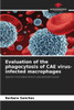Evaluation of the phagocytosis of CAE virus-infected macrophages