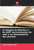 O milagre do Biochar e do AMF nos processos do solo e no desempenho das plantas