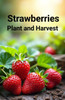 Strawberries: Plant and Harvest: A beginner's and commercial guide to growing delicious strawberries and productive berries at home or on the farm