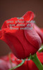Roses: Advanced Production Techniques, Value Addition, and Marketing Strategies