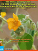 The Small Plant Guide To The Flora Of Malvaceae Sitamata Wildlife Sanctuary