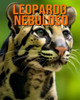 Leopardo nebuloso: Fatti e immagini divertenti e affascinanti sui Leopardo nebuloso