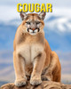 Cougar: Fun and Amazing Pictures About Cougar