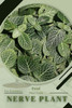 Nerve Plant: Prodigy Petal, Plant Guide