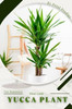 Yucca Plant: Prodigy Petal, Plant Guide