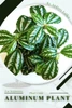 Aluminum Plant: Prodigy Petal, Plant Guide