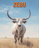 Zebu: Buch mit lustigen Fakten für Kinder mit tollen Fotos