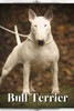 Bull Terrier: Dog breed overview and guide