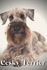 Cesky Terrier: Dog breed overview and guide