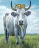 Zebu: Buch mit erstaunlichen Fotos und lustigen Fakten