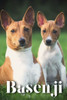 Basenji: How to train your dog and raise from puppy correctly