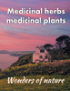 Medicinal Herbs / Medicinal Plants: Wonders Of Nature - Tips From The Natural Pharmacy The Health Helpers From Nature