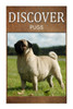 Pugs - Discover: Early reader's wildlife photography book