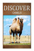 Camels - Discover: Early reader's wildlife photography book