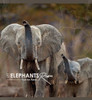 Let Elephants Roam