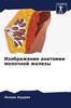 Изображение анатомии мо&