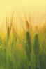 Agricultural Microbiology