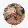 Les gendarmes: Pyrrhocoris apterus documentaire animalier
