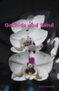 Orchids and Sand