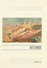 Vintage Lined Notebook Conch Shell, Greetings from Old Town, San Diego, California