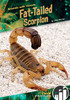 Fat-Tailed Scorpion (Animals with Venom)