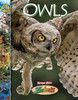 Owls