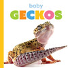 Baby Geckos