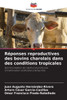 Réponses reproductives des bovins charolais dans des conditions tropicales