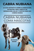 Cabra Nubiana: La guía definitiva sobre alimentación, nutrición, aseo, hábitat de interacción, salud y costos para sus cabras nubias