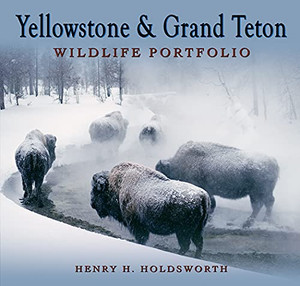 Yellowstone & Grand Teton Wildlife Portfolio