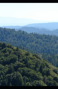 The Wolf (The Half Blood Series)