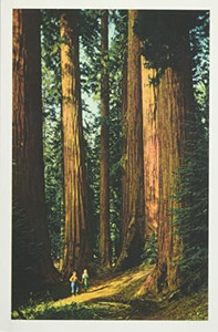 The Vintage Journal Sequoia Trees (Pocket Sized - Found Image Press Journals)