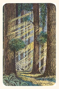 Vintage Journal Sunbeams And Redwoods (Pocket Sized - Found Image Press Journals)