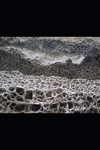 MICROORGANISMS AND BIOREMEDIATION