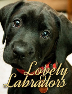 Lovely Labradors (Dogs Picture Book - Precious Pooches)