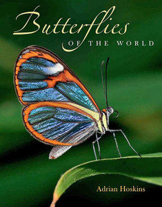 Butterflies Of The World Butterflies Of The World