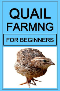 Quail Farming For Beginners Quail Farming For Beginners