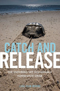 Catch And Release: The Enduring Yet Vulnerable Horseshoe Crab Catch And Release: The Enduring Yet Vulnerable Horseshoe Crab