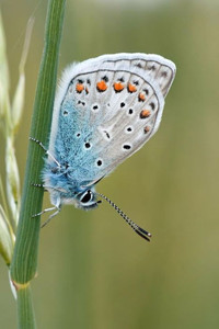 BUTTERFLY IN THE GRASS: There are approximately 20,000 species of butterflies in the world.