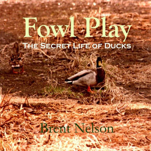 Fowl Play: The Secret Life of Ducks