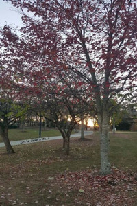 Let'S Take A Walk