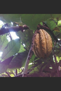 The Land Where The Quetzal Flies : A Collection Of Select Tz'Utujiil Maya Literature