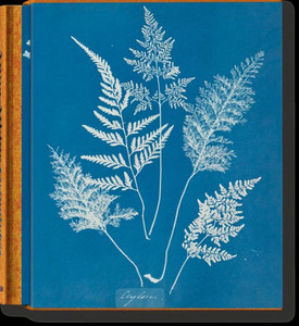 Anna Atkins: Cyanotypes Anna Atkins: Cyanotypes