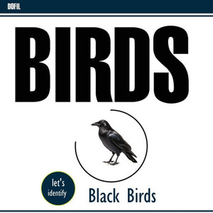 Black Birds